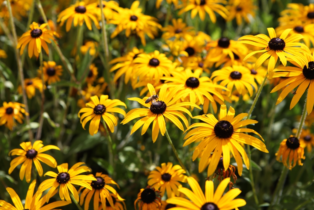 Black-Eyed Susan (Rudbeckia)