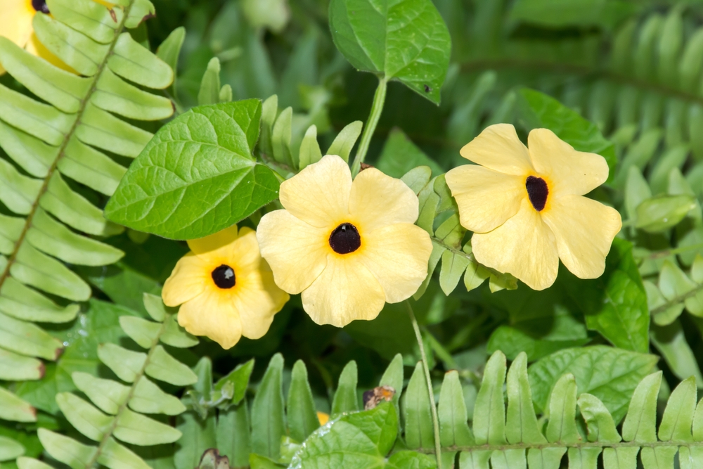 Black-Eyed Susan Vine