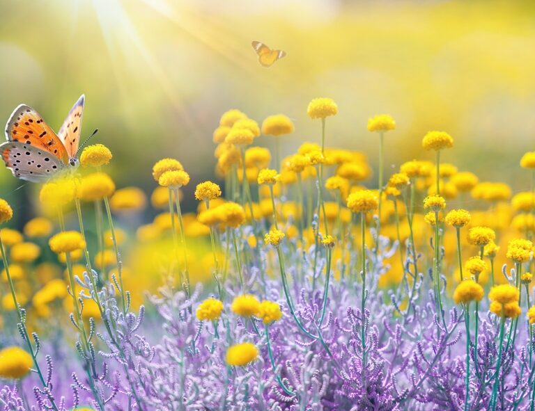 Butterfly Flowers