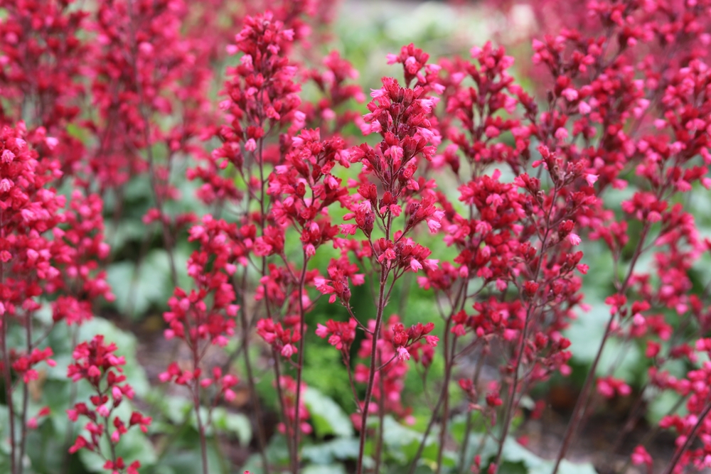 Coral Bells Heuchera