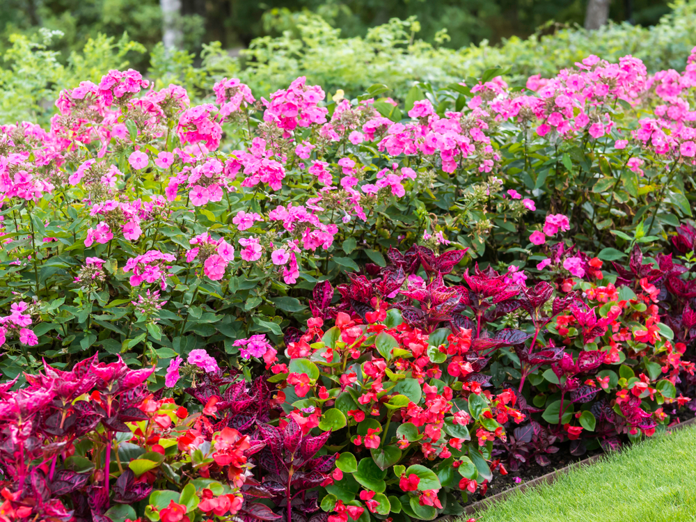 Outdoor Flowering Plants