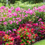 Easy Flower Gardening