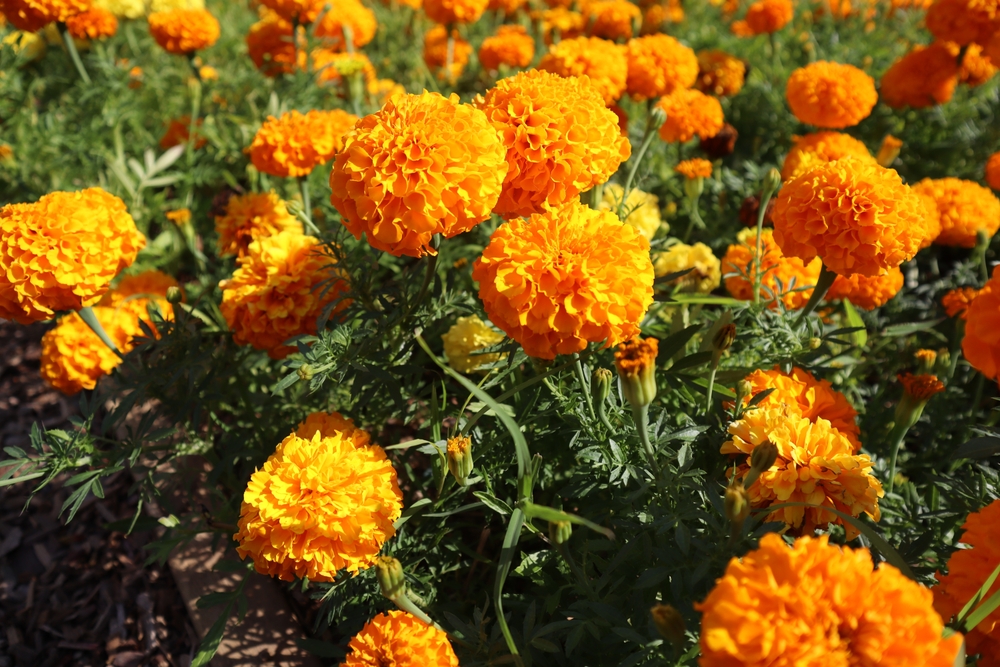 Marigold