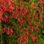 Container for Firecracker Flowers