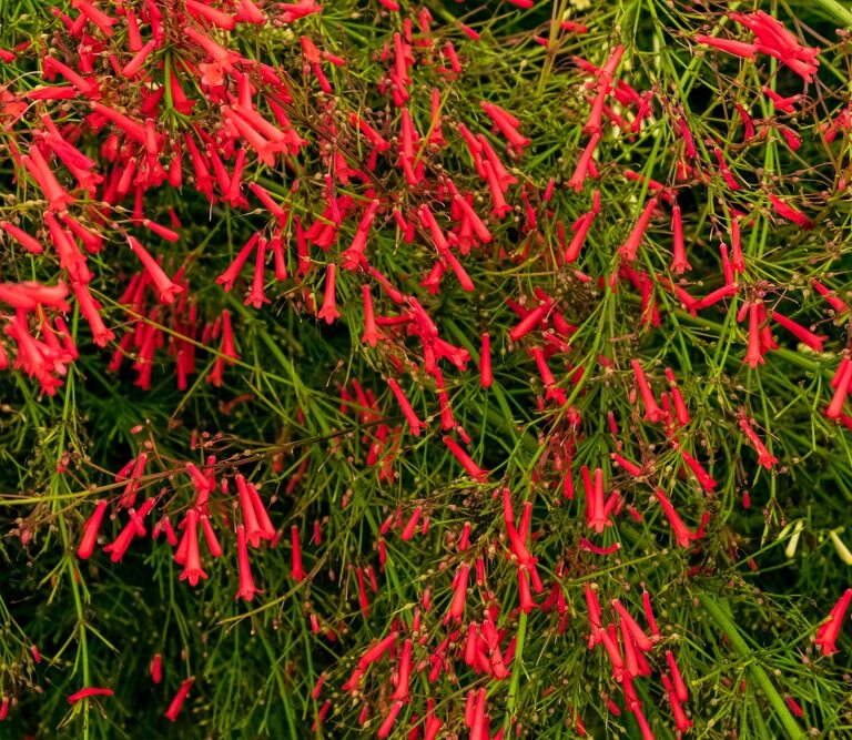 Container for Firecracker Flowers