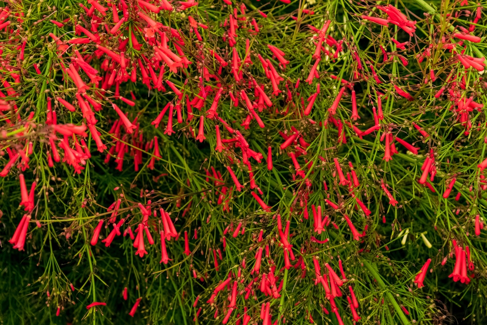 Container for Firecracker Flowers