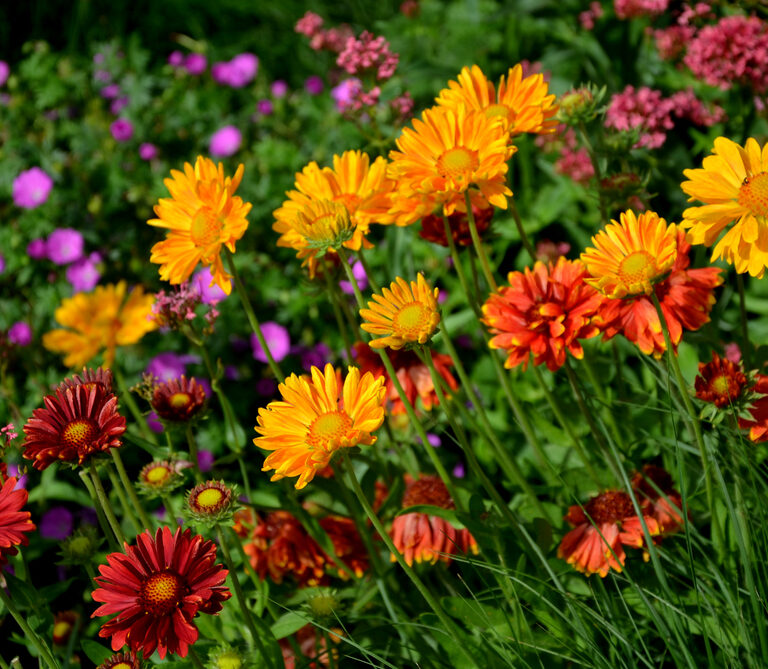 Perennial Flowers