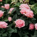 Pink Rose Flowers