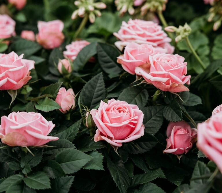 Pink Rose Flowers