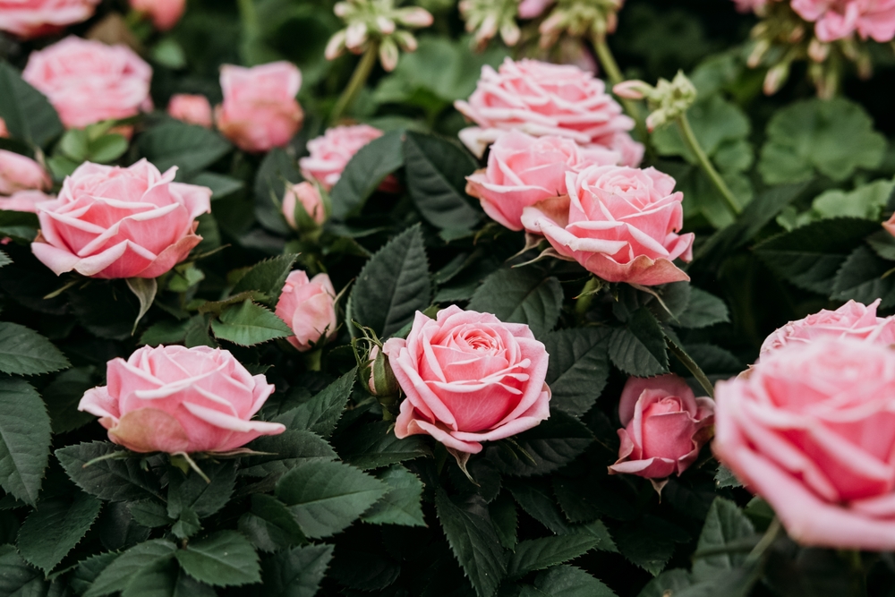 Pink Rose Flowers